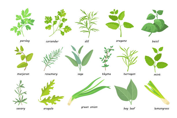 Creative green popular culinary herbs flat pictures set Creative green popular culinary herbs flat pictures set. Cartoon thyme, parsley, rosemary, sage, coriander, oregano, etc. isolated vector illustrations. Nutrition and spicy concept chervil stock illustrations