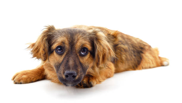 istock The brown puppy is lying. 1307435470