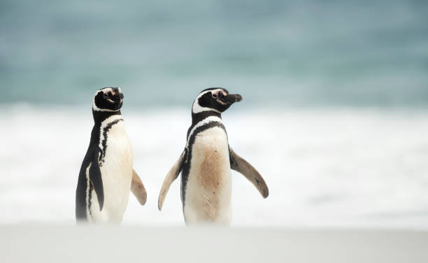 istock Close up of two Magellanic penguins standing on a sandy beach 1307436299
