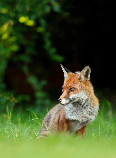 istock Close up of a Red fox sitting in grass 1307436425