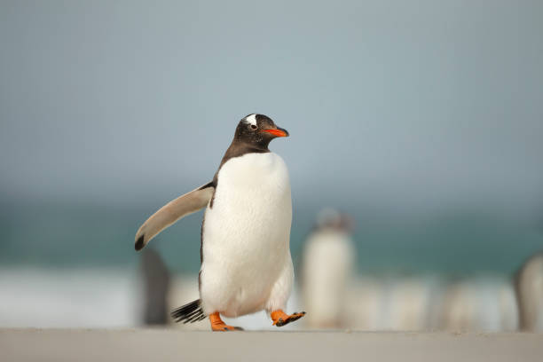 istock Gentoo penguin walking on a sandy beach 1307436499