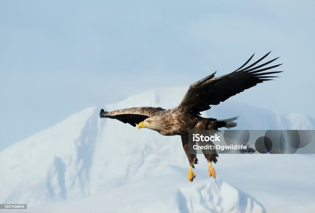 Close up of a White-tailed sea Eagle in flight in winter Close up of a White-tailed sea Eagle (Haliaeetus albicilla) in flight, winter in Norway. Animal Stock Photo