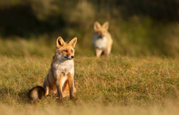 istock Red fox sitting in grass in the golden light 1307436593