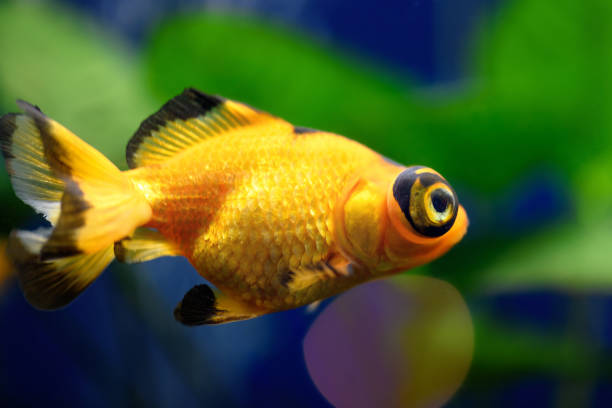istock Goldfish telescope in the aquarium 1307436659
