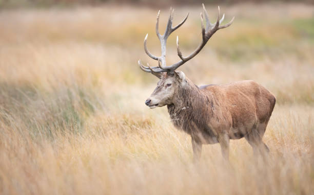istock Red deer stag standing in a grass field in autumn 1307436687