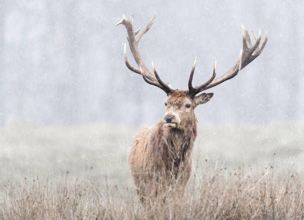 istock Red deer stag in first snow in winter 1307436712