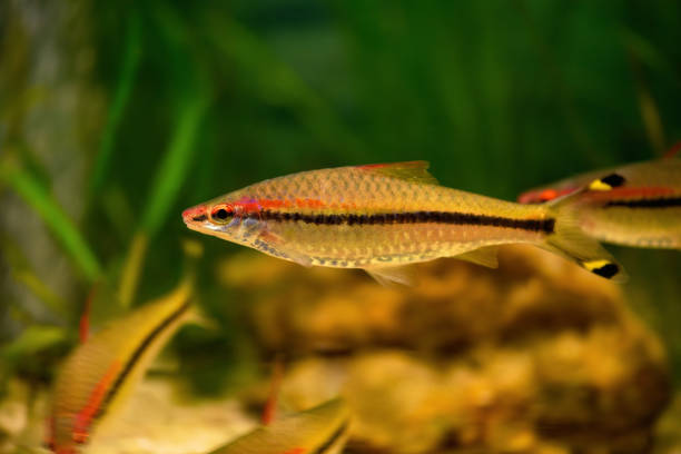 istock Barbus Denisoni fish in the aquarium. (Sahyadria denisonii) 1307436870