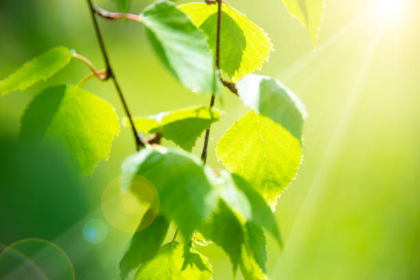 istock Bright green leaves of birch tree, sunny spring landscape, natural background 1307437146