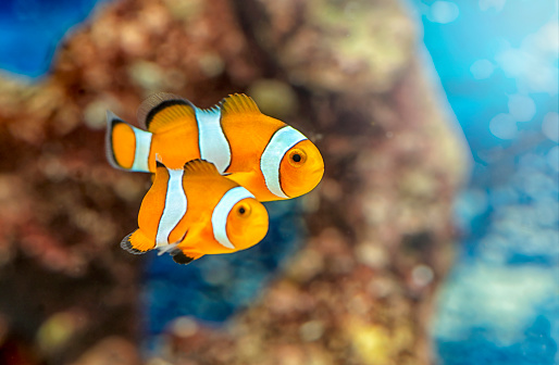Amphiprioninae clown fish, percula, stock photo