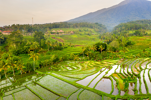 Paddy field landscape with ripening crops in autumn sunlight and yellow rice ears and rice bountiful harvest concept