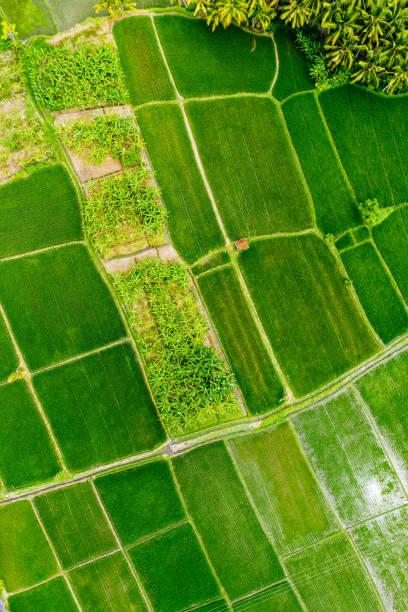 istock Rice fields on Bali near Ubud, view from above. 1307441638