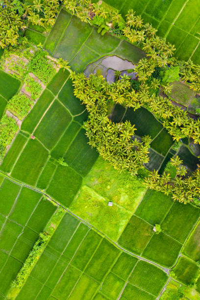 istock Rice fields on Bali near Ubud, view from above. 1307441645
