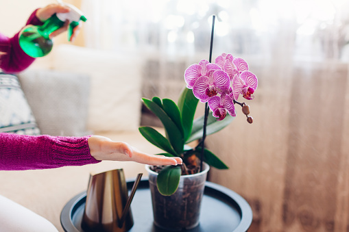Woman spraying blooming purple orchid with water in living room. Housewife takes care of home plants and flowers. Interior decor