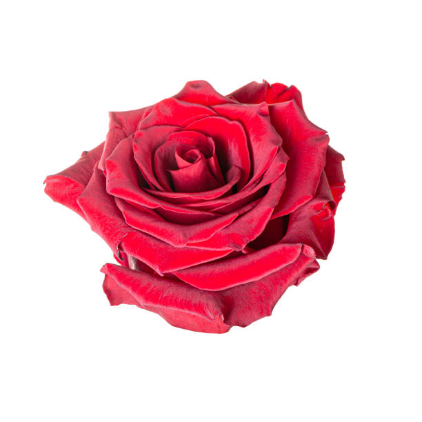 istock Beautiful red rose bud isolated on white background 1307443834