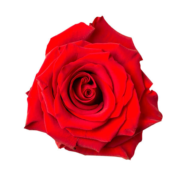 istock Beautiful red rose bud isolated on white background 1307443835