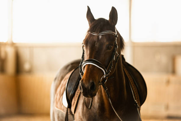 istock Horse in the riding arena 1307444502