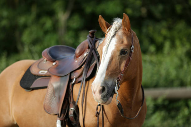 simpatico cavallo haflinger occidentale - sella foto e immagini stock