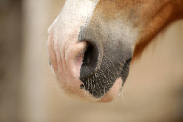 Horses Nose Horses Nose flared nostril photos stock pictures, royalty-free photos & images