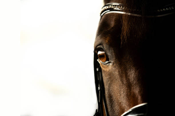 istock Close Up of a horses eye 1307444573