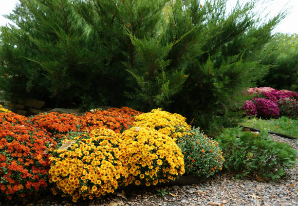 Flower Chrysanthemum Flowerbed Autumn flower bed with red-orange and yellow chrysanthemums (Chrysanthemum morifolium) on background of green trees in October. Registration in landscape gardening zone. chrysanthemum stock pictures, royalty-free photos & images