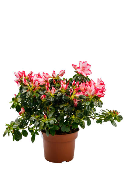 istock Blooming pink azalea in flower pot isolated on white background 1307449732