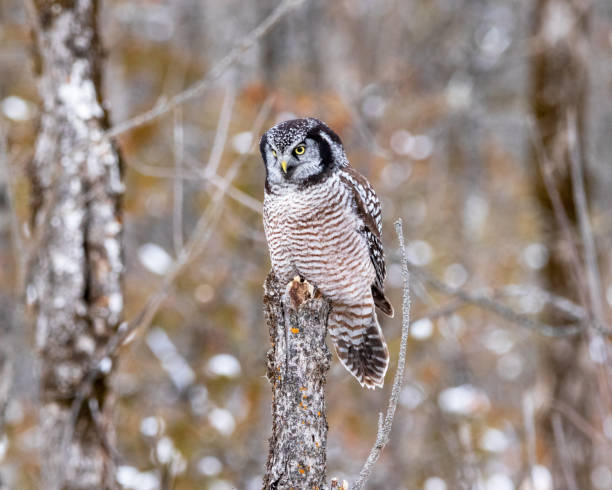 coruja-do-norte (surnia ulula) - northern hawk owl - fotografias e filmes do acervo