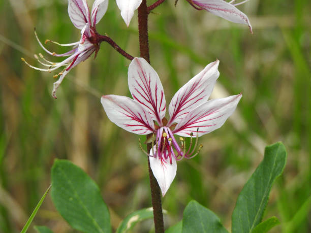 istock meadow flowers close-up 1307452050