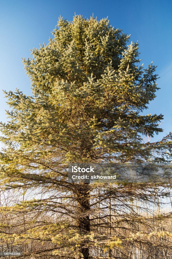 Spruce Tree Long Tall Spruce Tree Stock Photo - Download Image Now - Beauty, Blue, Close ...
