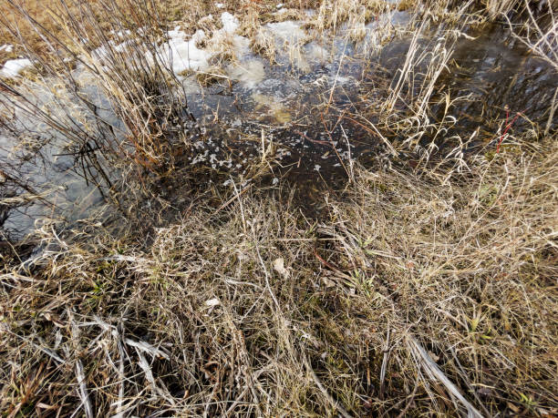 istock Spring in a Wetland Area 1307452710