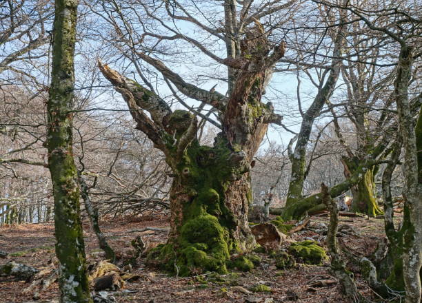 istock Old dead tree trunk looks like a mystical face 1307454815