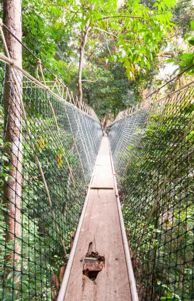 A partially damaged wooden walkway on a tree-top suspended walkway in the canopy of a rainforest.