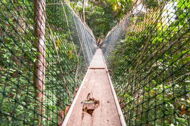 A partially damaged wooden walkway on a tree-top suspended walkway in the canopy of a rainforest.