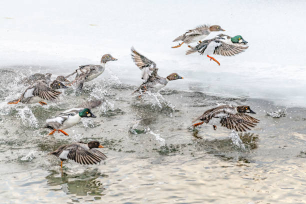 istock Flock of goldeneye ducks take flight 1307456574