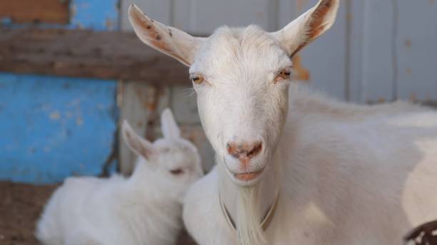 istock A white goat mother lies next to her cub 1307456595