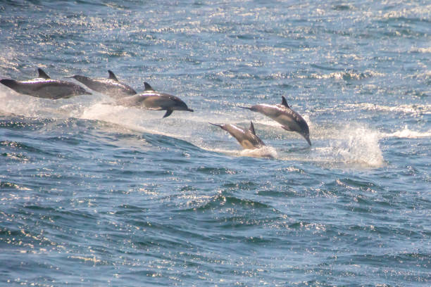 istock Dolphins in the Santa Barbara Channel 1307457551
