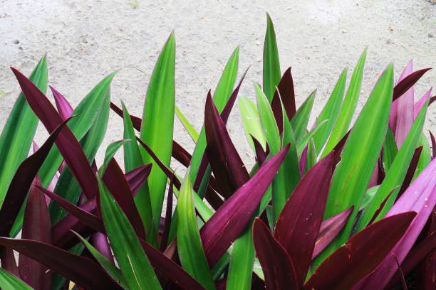 istock Oyster plant for background or wallpaper 1307457744