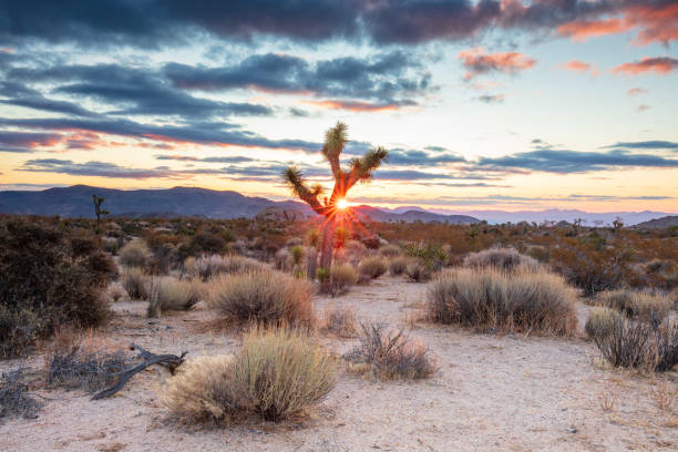 istock Joshua Tree Backcountry Sunrise 1307458644