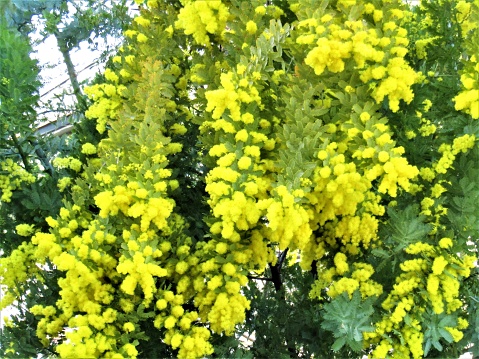 Mimosa in bloom.