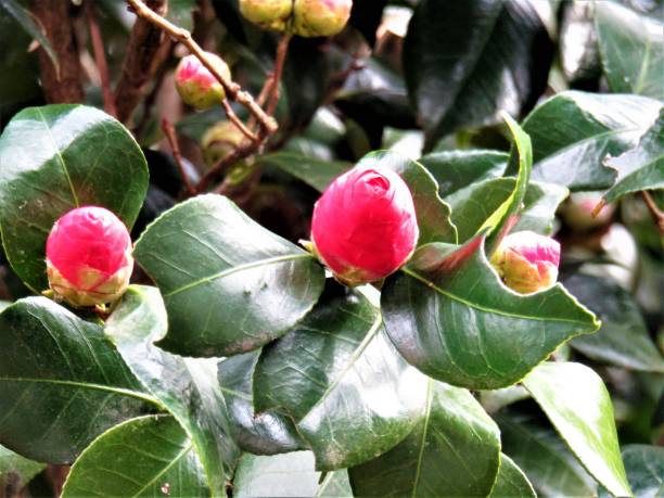 Camellia is ready to bloom.