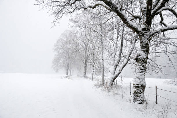 Tree on snow storm