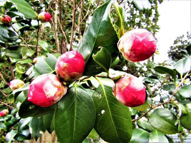 istock Japan. March. Evergreen rhododendrons also want to bloom in springtime. 1307460156