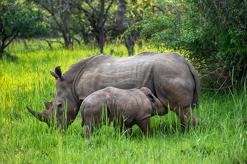Two white rhinoceros grazing green grass with white birds flying in the background