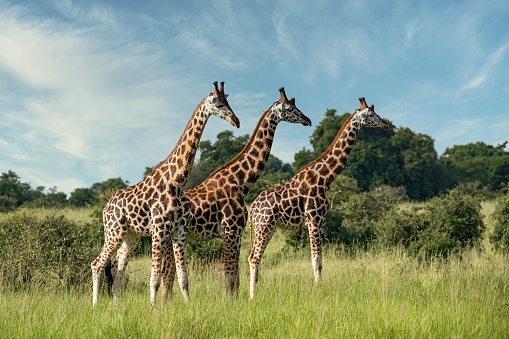 Las jirafas de Tres Rothschild en el norte de Uganda photo