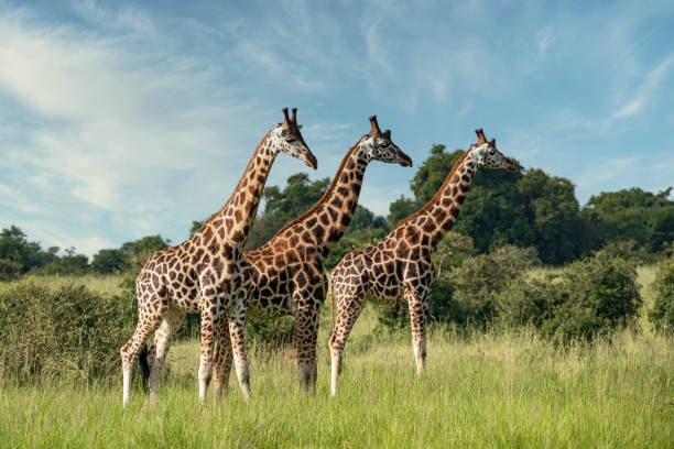 Three Rothschild's giraffes (Giraffa camelopardalis rothschildi)  in Murchison Falls National Park, Uganda. This subspecies is one of the most endangered distinct populations of giraffe, with only 1669 individuals estimated in the wild in 2016 Murchison Falls National Park is in north-western Uganda, spreading inland from the shores of Lake Albert, around the Victoria Nile, up to the Karuma Falls