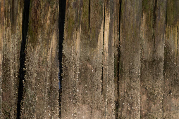 a close up of beams with shell tarnish