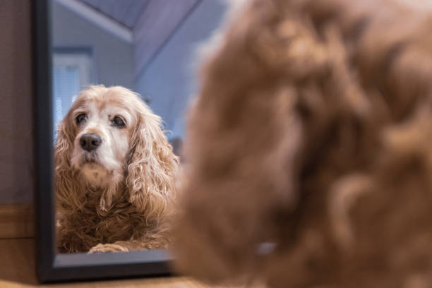 istock Dog lying in front of the mirror 1307461506
