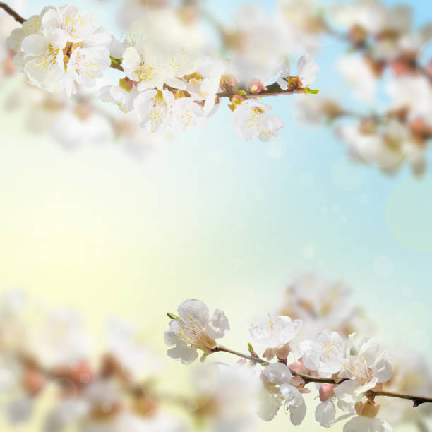 istock Natural background.Blooming tree branches in spring in nature, copy space. Spring background. Dawn.Warm sunny background 1307461698