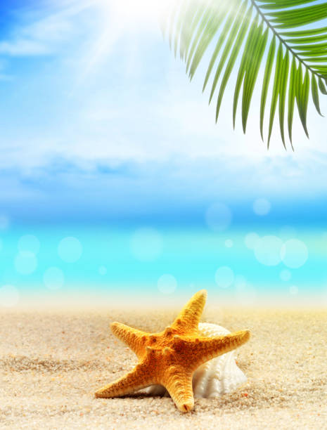 istock seashells and palm on the sandy beach. summer concept. 1307461805