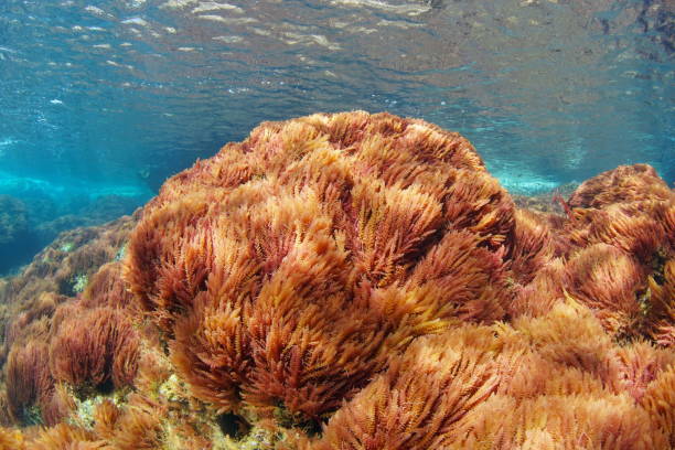 istock Red algae harpoon weed Asparagopsis armata 1307462442