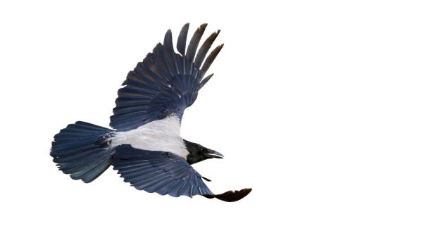 istock crow flies beautifully spreading wings isolated on white 1307462532